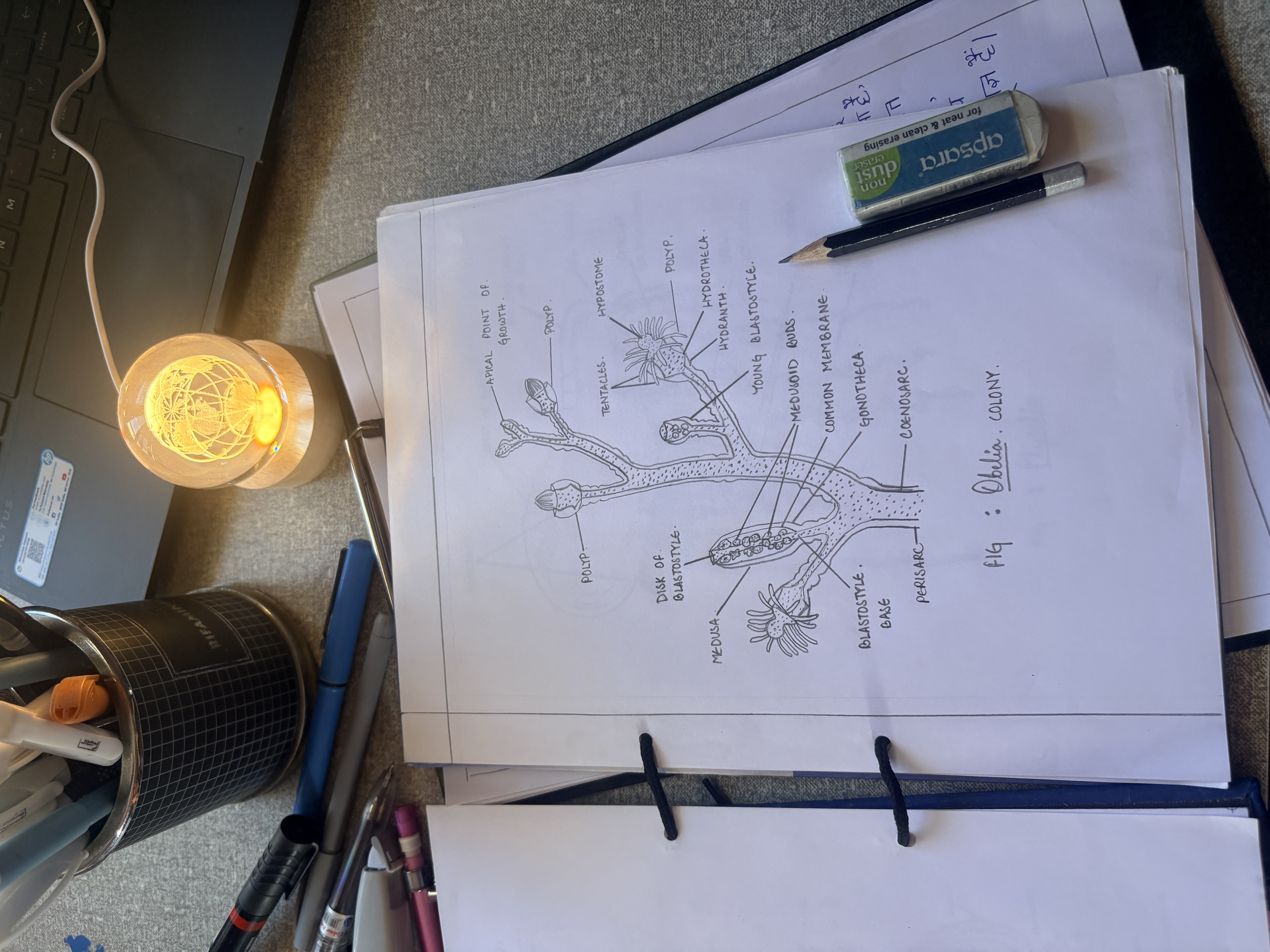 Digitally recreated botany diagram
