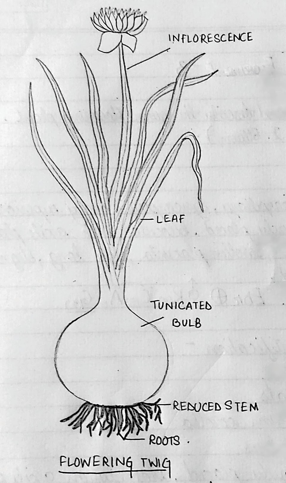 Diagram sample of an organizational chart